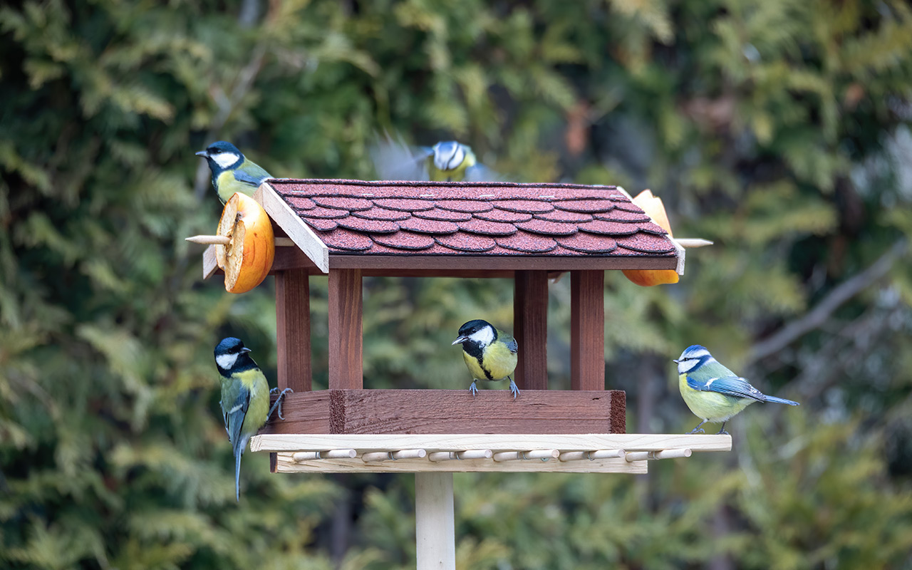 Nourrir les oiseaux en hiver