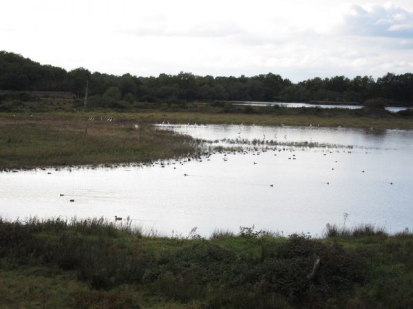 Oiseaux hivernants de la Réserve Naturelle Régionale Terres et étangs de Brenne Massé-Foucault